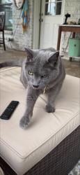 Reunited Male Cat last seen Waketon & Wildwood Drive, Flower Mound, TX 75028