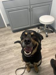 Lost Male Dog last seen Freedom Drive , Charlotte, NC 28208