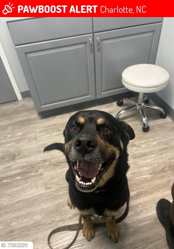Lost Male Dog last seen Freedom Drive , Charlotte, NC 28208