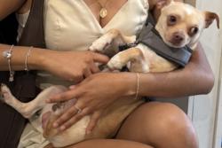 Reunited Male Dog last seen bevo mill area, St. Louis, MO 63116