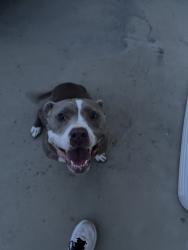 Found/Stray Female Dog last seen Buckingham Road, Johnson City, TN 37615