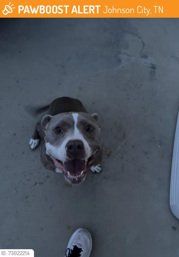 Found/Stray Female Dog last seen Buckingham Road, Johnson City, TN 37615