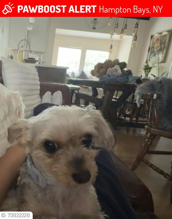 Lost Female Dog last seen Near Fanning Ave, Hampton Bays, NY 11946