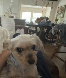 Lost Female Dog last seen Near Fanning Ave, Hampton Bays, NY 11946