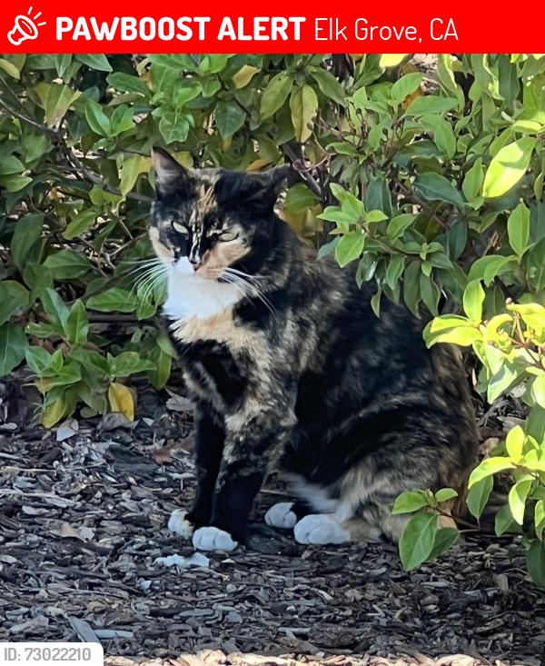 Lost Female Cat last seen Lotz Parkway, Elk Grove, CA 95757