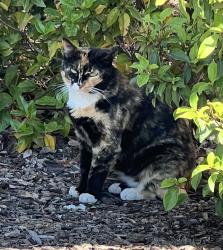 Lost Female Cat last seen Lotz Parkway, Elk Grove, CA 95757