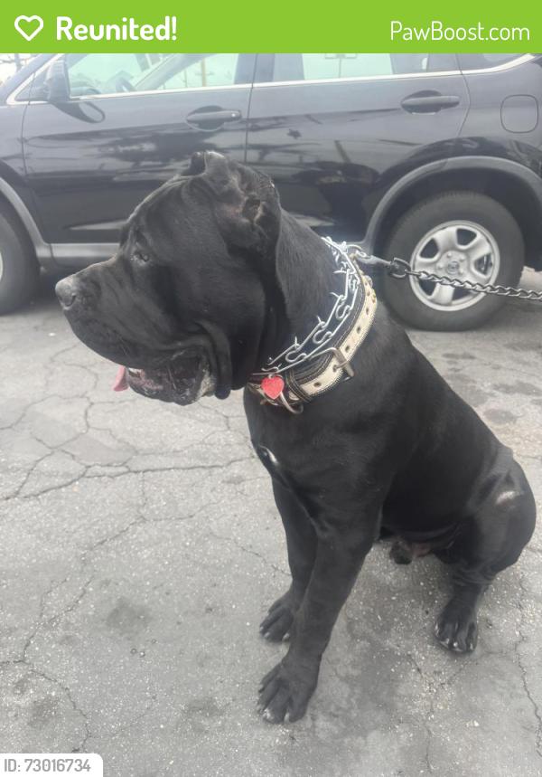 Reunited Male Dog last seen Cataba/ranchero , Oak Hills, CA 92344