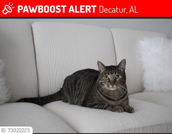 Lost Male Cat last seen wilshire ave sw, Decatur, AL 35603
