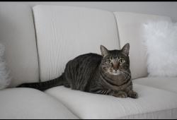 Lost Male Cat last seen wilshire ave sw, Decatur, AL 35603