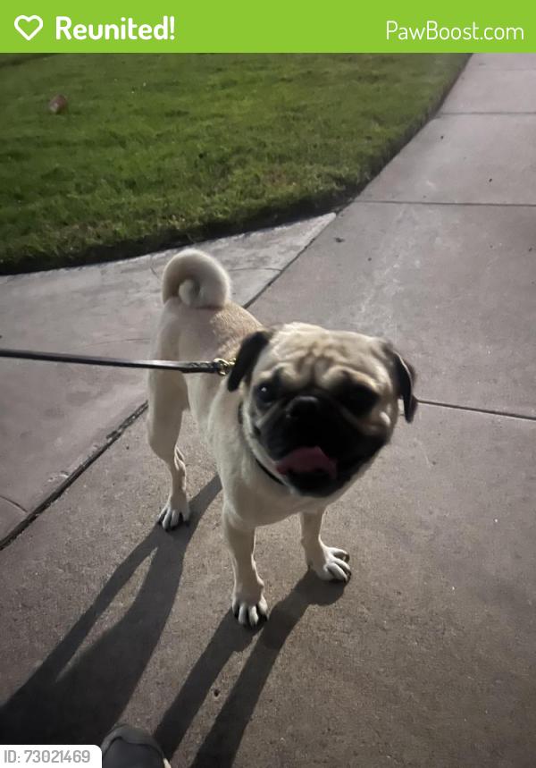 Reunited Male Dog last seen Maxwell park, Anaheim, CA 92804