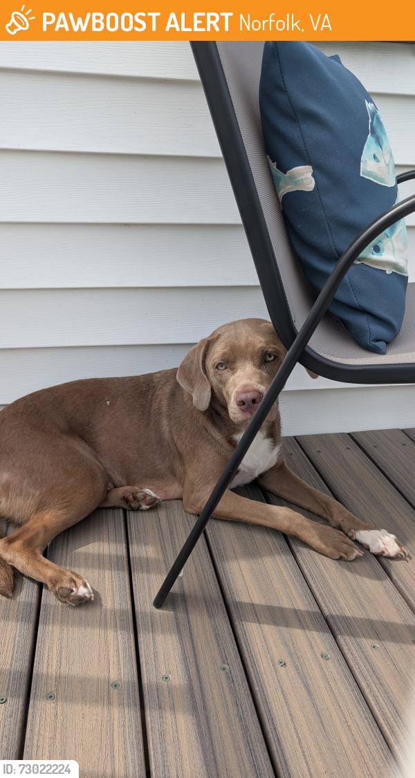 Found/Stray Female Dog last seen Meads Rd  and Ruthven Rd, Norfolk, VA 23502