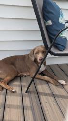 Found/Stray Female Dog last seen Meads Rd  and Ruthven Rd, Norfolk, VA 23502