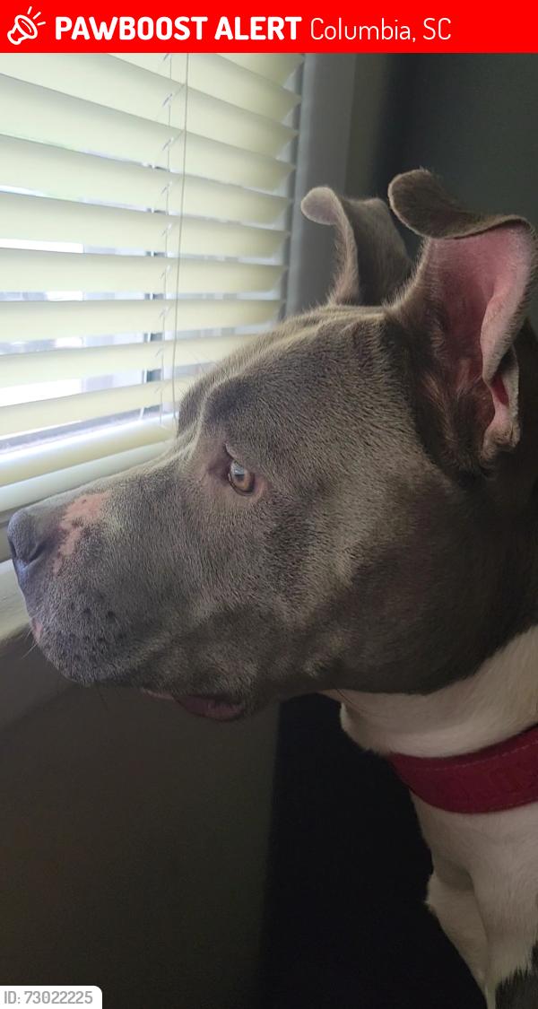 Lost Female Dog last seen bush river  rd , Columbia, SC 29210