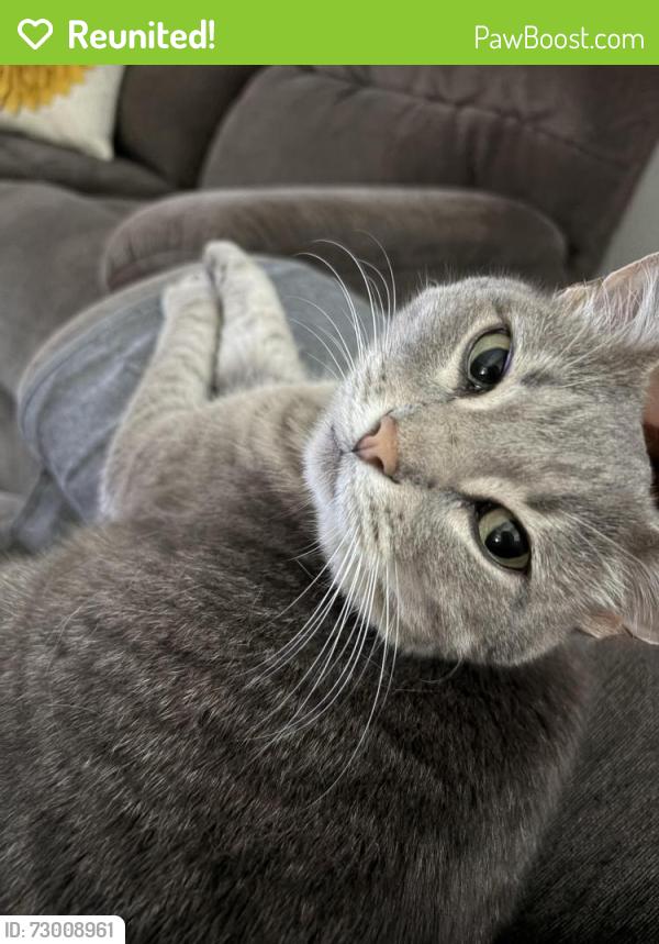Reunited Female Cat last seen Sheldon Lake and Pedernales, Georgetown, TX 78633