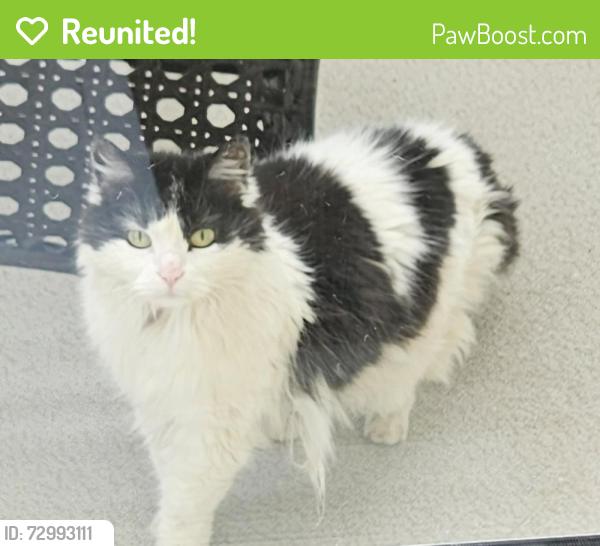 Reunited Unknown Cat last seen Clarkdale Meadows , Sherwood Park, AB T8H 1P7