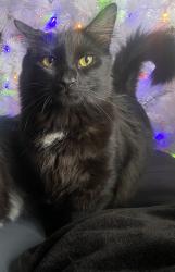 Lost Male Cat last seen Grape st & Campbell st, Rochester, NY 14608