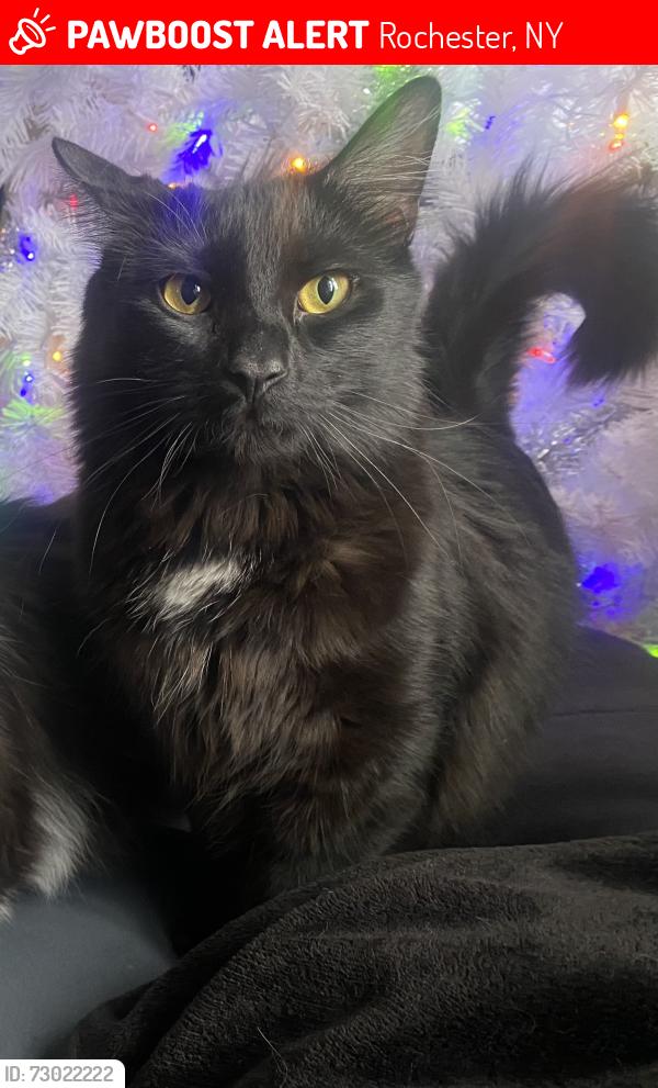 Lost Male Cat last seen Grape st & Campbell st, Rochester, NY 14608