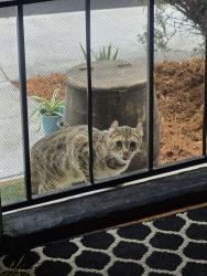Found/Stray Unknown Cat last seen Caheunga/Franklin , Los Angeles, CA 90068