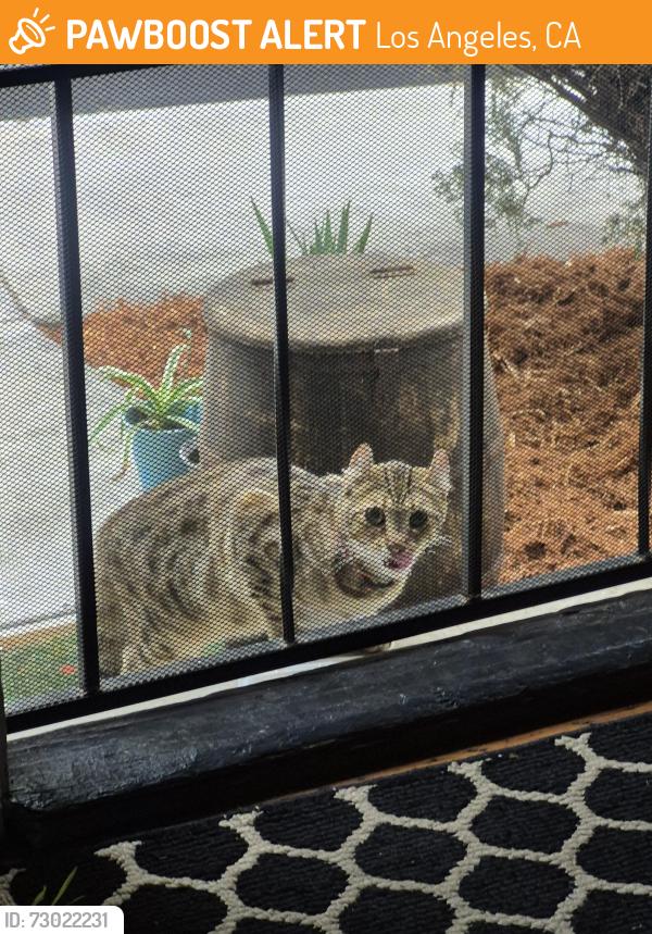 Found/Stray Unknown Cat last seen Caheunga/Franklin , Los Angeles, CA 90068