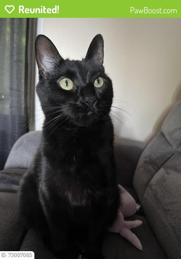 Reunited Male Cat last seen 50th se canton, North Canton, OH 44709