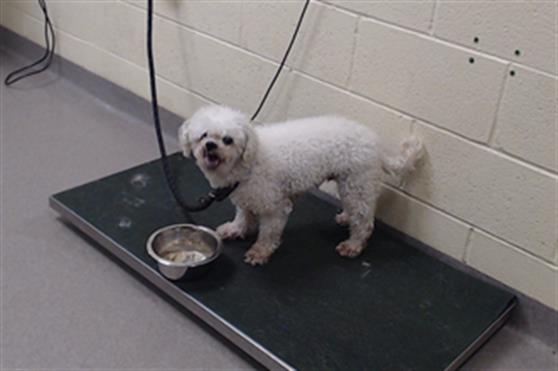 Shelter Stray Male Dog last seen Near BLOCK W BAYAUD AVE, DENVER CO 80223, 1241 W Bayaud Ave, Denver, CO 80223, USA