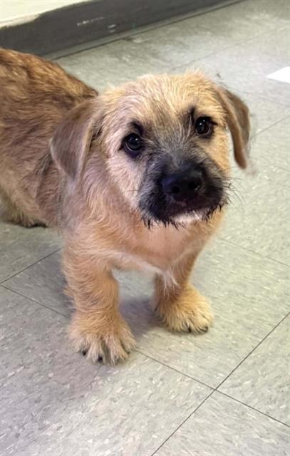 Shelter Stray Male Dog last seen Near BLOCK FRUITVALE AVE, BAKERSFIELD CA 93308, 3951 Fruitvale Ave, Bakersfield, CA 93308, USA