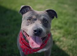 Shelter Stray Male Dog last seen CHARLOTTE, 8315 Byrum Dr, Charlotte, NC 28217, USA