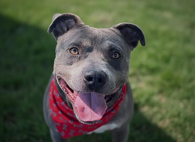 Shelter Stray Male Dog last seen CHARLOTTE, 8315 Byrum Dr, Charlotte, NC 28217, USA