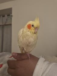 Lost Unknown Bird last seen Murray , Beaverton, OR 97078