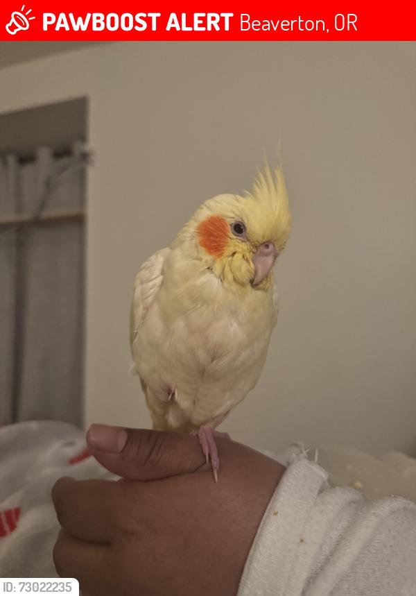 Lost Unknown Bird last seen Murray , Beaverton, OR 97078