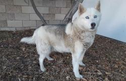 Shelter Stray Female Dog last seen , West Valley Animal Shelter, 20655 Plummer St, Chatsworth, CA 91311, USA