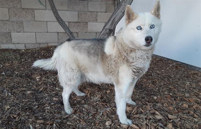 Shelter Stray Female Dog last seen , West Valley Animal Shelter, 20655 Plummer St, Chatsworth, CA 91311, USA