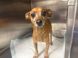 Shelter Stray Male Dog last seen , West Valley Animal Shelter, 20655 Plummer St, Chatsworth, CA 91311, USA