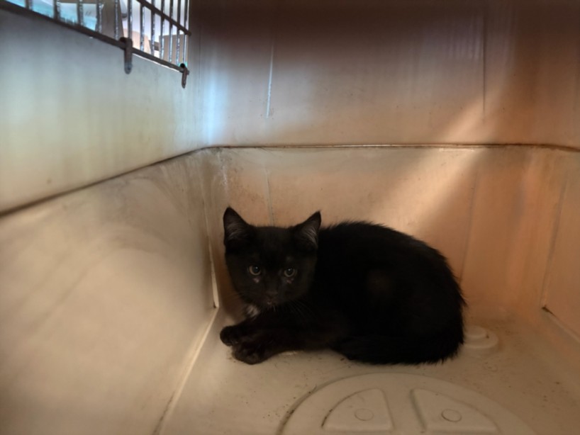 Shelter Stray Female Cat last seen , West Valley Animal Shelter, 20655 Plummer St, Chatsworth, CA 91311, USA