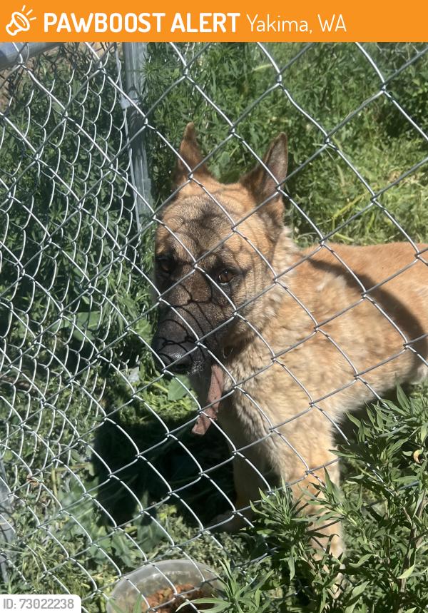Found/Stray Male Dog last seen Ahtanum, Yakima, WA 98903