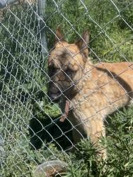 Found/Stray Male Dog last seen Ahtanum, Yakima, WA 98903