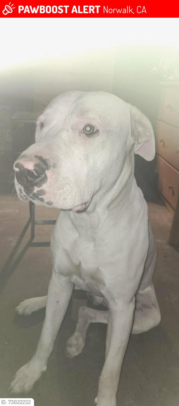 Lost Male Dog last seen Pioneer blvd and Rosecrans norwalk ca 90650, Norwalk, CA 90650