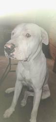 Lost Male Dog last seen Pioneer blvd and Rosecrans norwalk ca 90650, Norwalk, CA 90650
