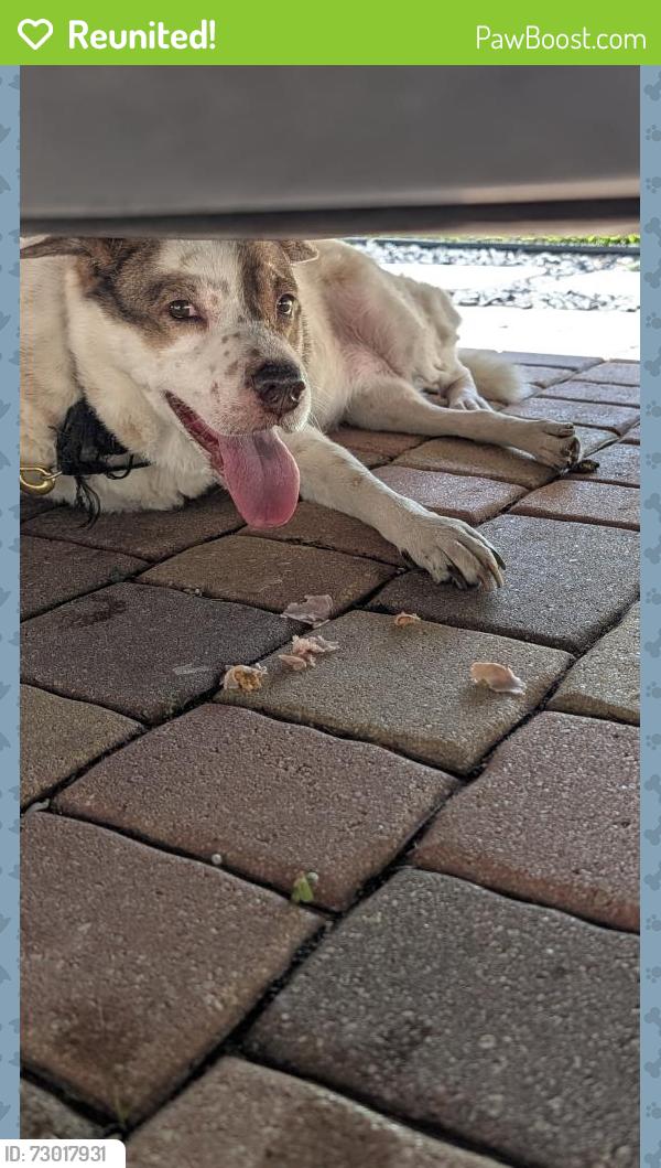 Reunited Unknown Dog last seen Near NE 45th St, Fort Lauderdale, FL 33308, USA, Fort Lauderdale, FL 33308