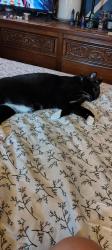 Reunited Male Cat last seen Near n reservoir st, Lancaster, PA 17602