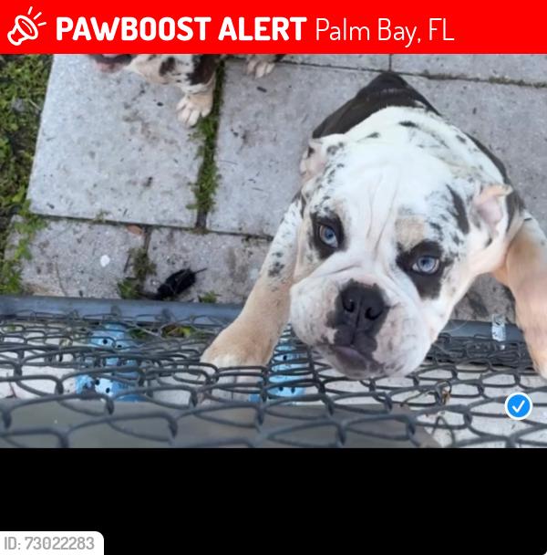 Lost Male Dog last seen Hillock , Palm Bay, FL 32907