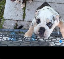 Lost Male Dog last seen Hillock , Palm Bay, FL 32907