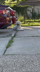Found/Stray Male Dog last seen 113th Pl. and S. State St., Chicago, IL 60628