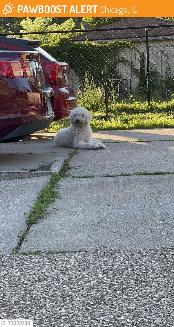 Found/Stray Male Dog last seen 113th Pl. and S. State St., Chicago, IL 60628