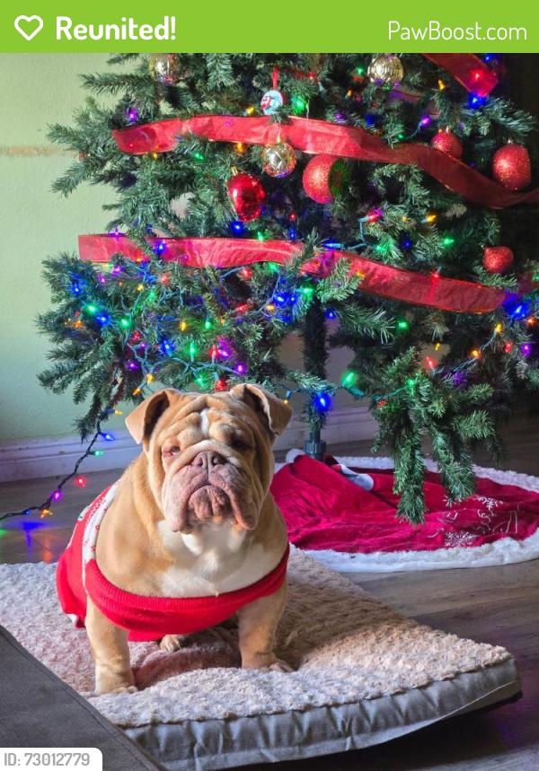 Reunited Male Dog last seen Cobalt and northstar, Victorville, CA 92392