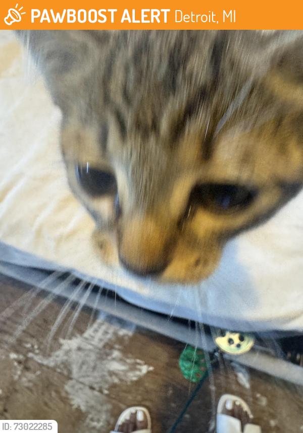 Found/Stray Female Cat last seen Freeland and Chippewa , Detroit, MI 48235