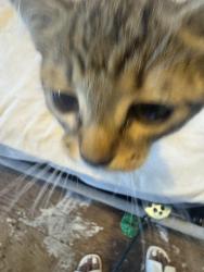 Found/Stray Female Cat last seen Freeland and Chippewa , Detroit, MI 48235