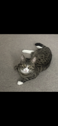 Reunited Male Cat last seen Beatty court, Sholing, England SO19 8RQ