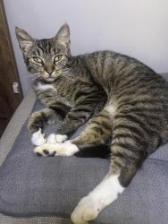 Found/Stray Female Cat last seen Near Monterey hwy Monterey TN, Monterey, TN 38574