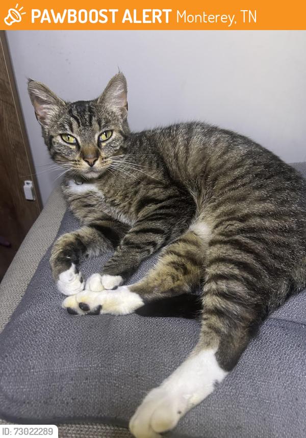 Found/Stray Female Cat last seen Near Monterey hwy Monterey TN, Monterey, TN 38574